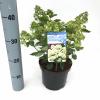 Hydrangea Paniculata "Bombshell"® pluimhortensia