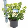 Hydrangea Paniculata "Bombshell"® pluimhortensia