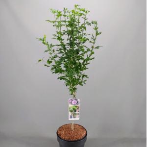 Hibiscus struik Oliseau Blue op stam - Stam 50 cm - 2 stuks