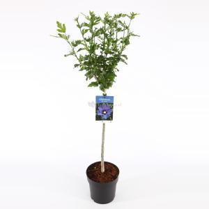 Hibiscus struik Oliseau Blue op stam - Stam 60 cm - 9 stuks