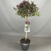 Weigela Florida Minor Black op stam