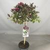 Weigela Florida Minor Black op stam