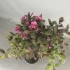 Weigela Florida Minor Black op stam