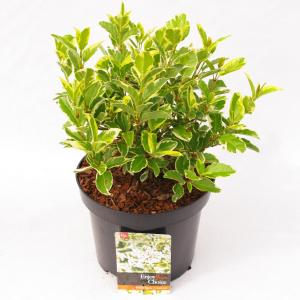Sneeuwbal (Viburnum tinus “White Egret”) heester - 30-40 cm (C4.5) - 9 stuks