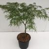 Japanse esdoorn (Acer palmatum "Dissectum") heester