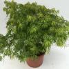 Japanse esdoorn (Acer palmatum "Dissectum") heester