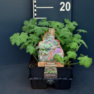 Ooievaarsbek (geranium macrorrhizum) bodembedekker - 6-pack - 1 stuks