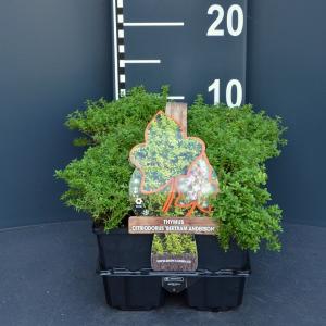 Citroentijm (thymus citriodorus "Bertram Anderson") bodembedekker - 6-pack - 1 stuks
