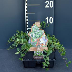 Kleine maagdenpalm (vinca minor) bodembedekker - 6-pack - 1 stuks