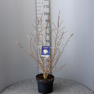 Magnolia Stellata Royal Star - 80 - 100 cm - 5 stuks