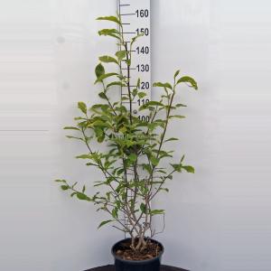 Magnolia soulangeana