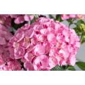 Hydrangea Macrophylla "Hovaria Sweet Fantasy" boerenhortensia