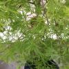 Japanse esdoorn op stam (Acer palmatum "Dissectum") heester