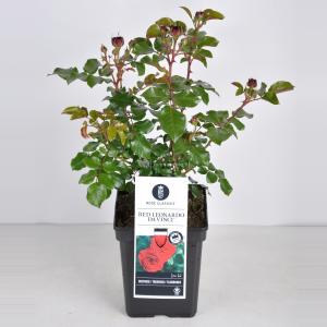 Rozenstruik Red Leonardo da Vinci - C5 - 1 stuks