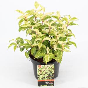 Druifheide (Leucothoe fontanesiana “Makijaz” PBR) heester