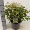 Druifheide (Leucothoe fontanesiana “Makijaz” PBR) heester