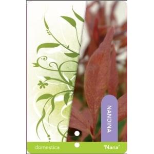 Hemelse bamboe (Nandina domestica “Nana”) heester - 25-30 cm - 12 stuks