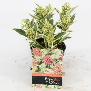 Skimmia (Skimmia Japonica “Magic Marlot”®) heester