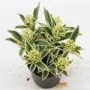 Skimmia (Skimmia Japonica “Magic Marlot”®) heester