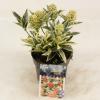 Skimmia (Skimmia Japonica “Magic Marlot”®) heester