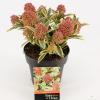 Skimmia (Skimmia Japonica “Magic Marlot”®) heester