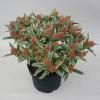 Skimmia (Skimmia Japonica “Magic Marlot”®) heester