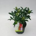 Skimmia (Skimmia Japonica “Red Riding Hood”) heester