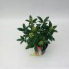 Skimmia (Skimmia Japonica “Red Riding Hood”) heester