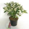 Skimmia (Skimmia Japonica “Red Riding Hood”) heester