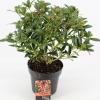 Skimmia (Skimmia Japonica “Red Riding Hood”) heester