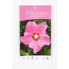 Hibiscus struik Pink Giant