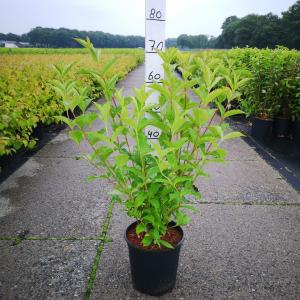 Weigela Styriaca - 60 - 80 cm - 5 stuks