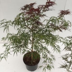 Japanse esdoorn (Acer palmatum "Ornatum") heester - 40-50 cm - 1 stuks