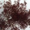 Japanse esdoorn (Acer palmatum "Ornatum") heester