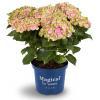 Hydrangea Macrophylla "Magical Amethyst Roze"® boerenhortensia