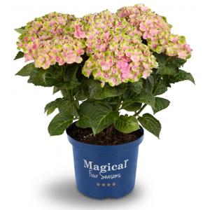 Hydrangea Macrophylla "Magical Amethyst Roze"® boerenhortensia - 25-30 cm - 1 stuks