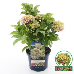 Hydrangea Macrophylla "Magical Amethyst Roze"® boerenhortensia - 30-40 cm - 1 stuks