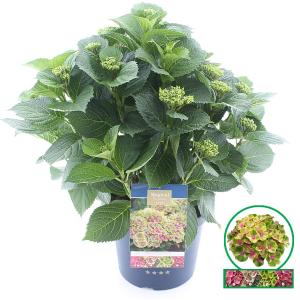 Hydrangea Macrophylla "Magical Amethyst Roze"® boerenhortensia - 40-50 cm - 1 stuks