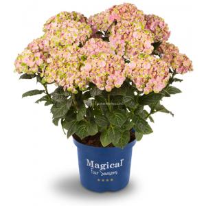 Hydrangea Macrophylla "Magical Coral Pink"® boerenhortensia