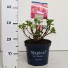 Hydrangea Macrophylla "Magical Coral Pink"® boerenhortensia