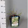 Hydrangea Macrophylla "Magical Noblesse"® boerenhortensia
