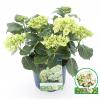 Hydrangea Macrophylla "Magical Noblesse"® boerenhortensia