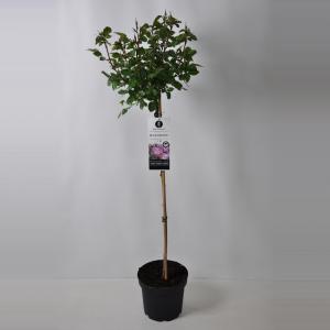 Rozen op stam Blue For You - Op stam 90 cm - 1 stuks