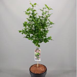 Hibiscus struik Hamabo op stam - Stam 50 cm - 2 stuks