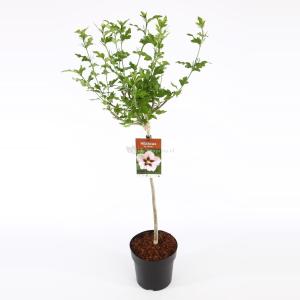 Hibiscus struik Hamabo op stam - Stam 60 cm - 9 stuks