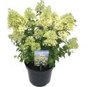 Hydrangea Paniculata "Bobo"® pluimhortensia