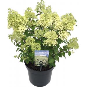 Hydrangea Paniculata 