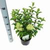 Hydrangea Paniculata "Bobo"® pluimhortensia