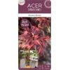 Japanse esdoorn (Acer palmatum "Skeeter's Broom") heester