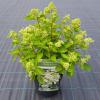 Hydrangea Paniculata "Prim White"® pluimhortensia